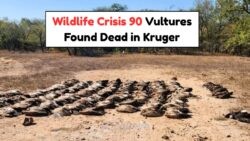 July Tragedy in Kruger: 90 Vultures Poisoned, Conservationists Issue Dire Warning